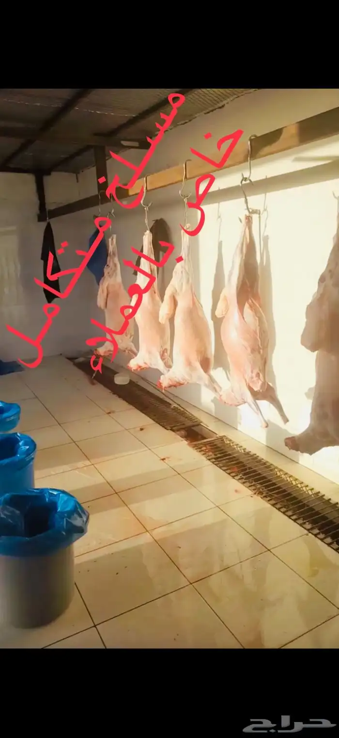 تيوس مخاصي ذبائح للبيع جملة وتفريد كاش وتمارا مع الذبح والت 9