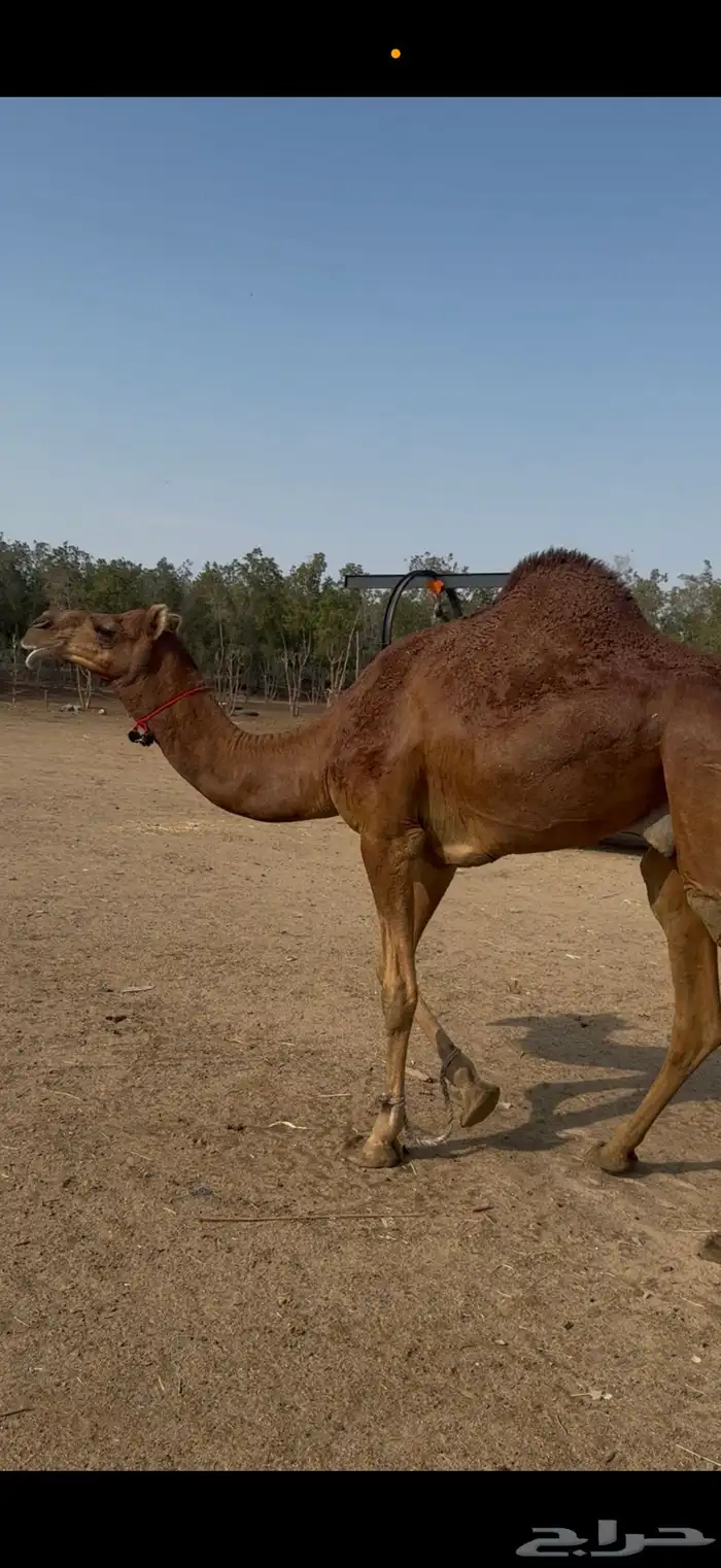 للبيع قعود احمر دم مشروووع فحل أمهاته امهات الحليب 2