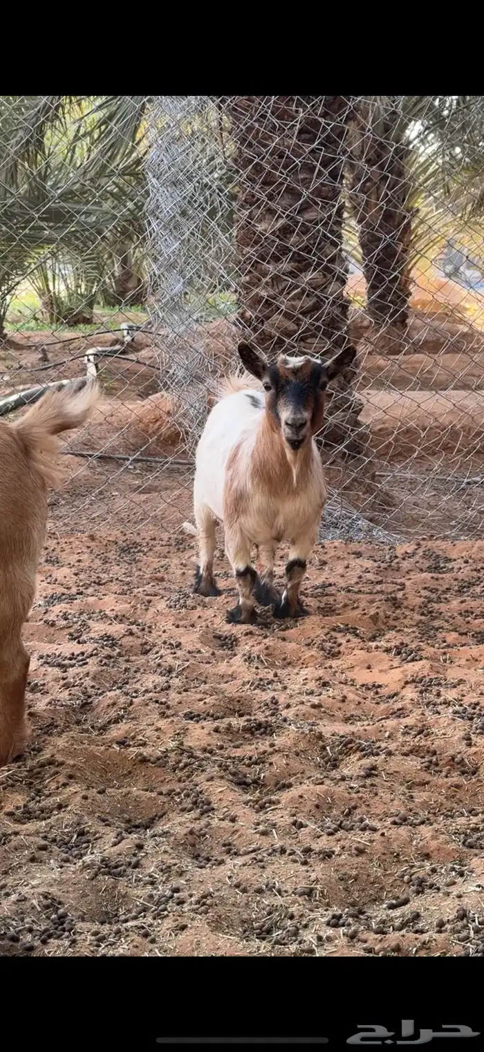 عنز قزم منتجه 1