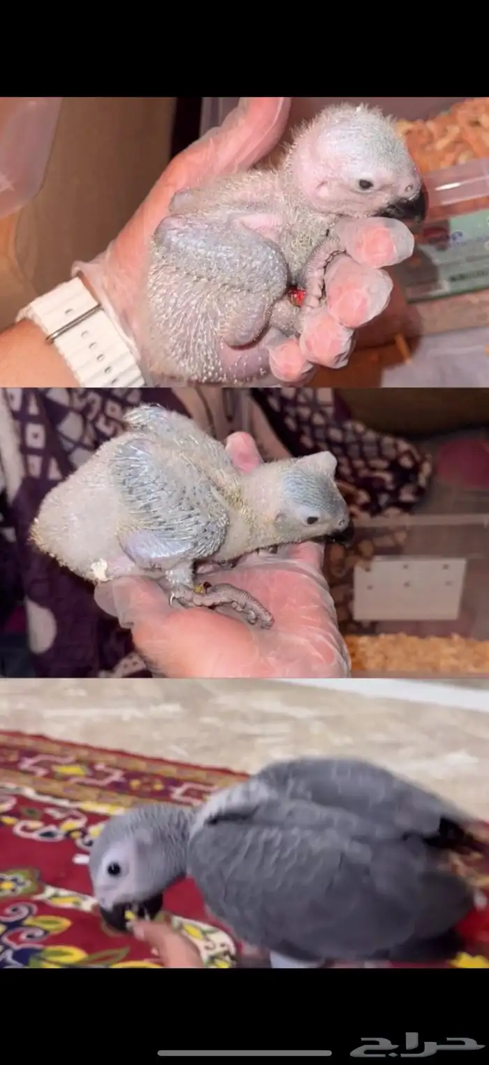 كاسكو فرخ للبيع 1