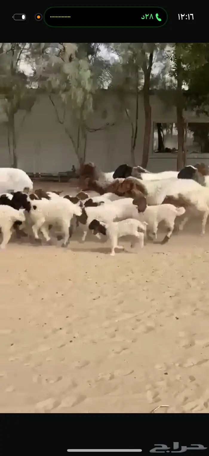 غنم نعيم رغايث 2