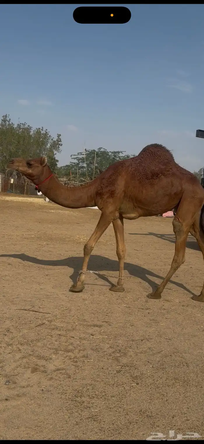 للبيع قعود احمر دم مشروووع فحل أمهاته امهات الحليب 0