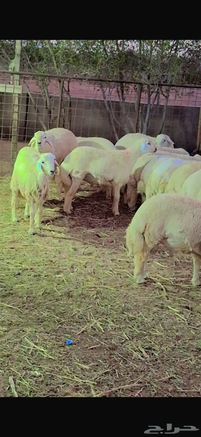 خرفان حريات هرافا خدمة سلخ و توصيل . 3