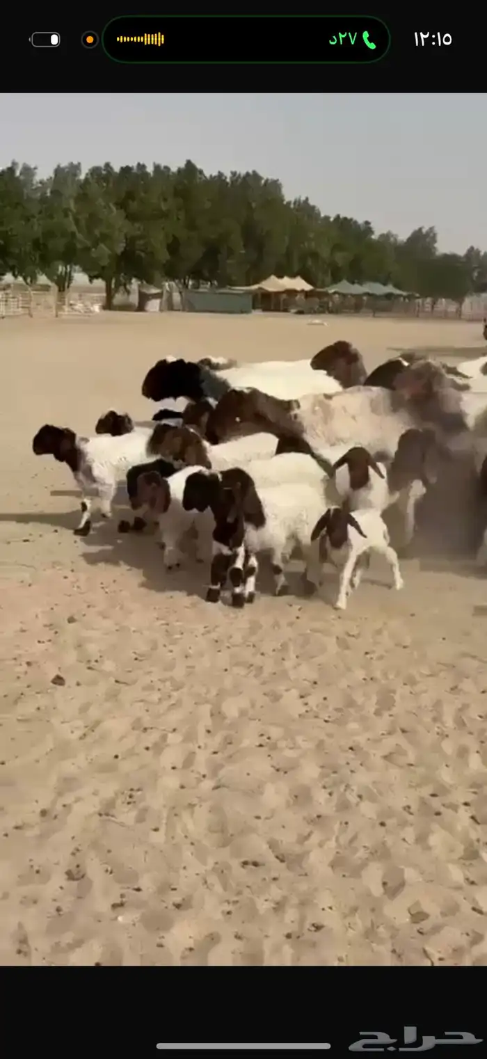 غنم نعيم رغايث 9