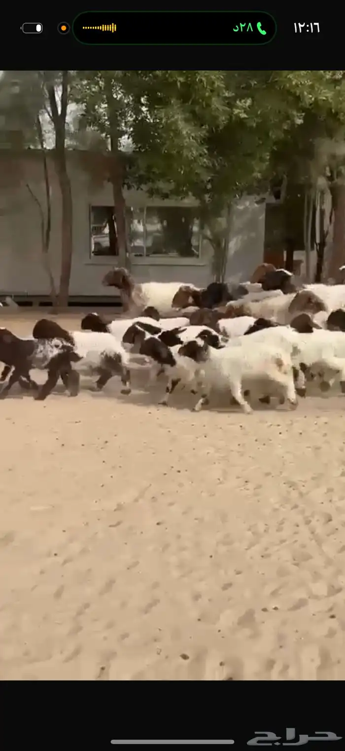 غنم نعيم رغايث 4