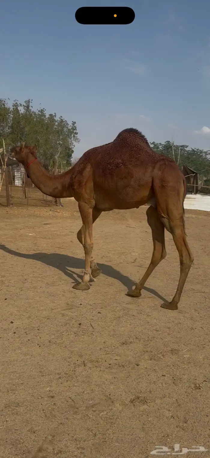 للبيع قعود احمر دم مشروووع فحل أمهاته امهات الحليب 3