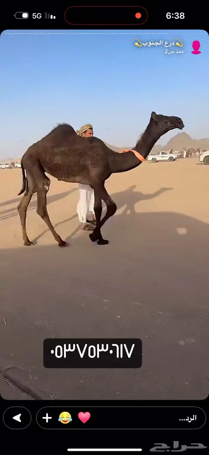 حواره مجهم طيبه 0