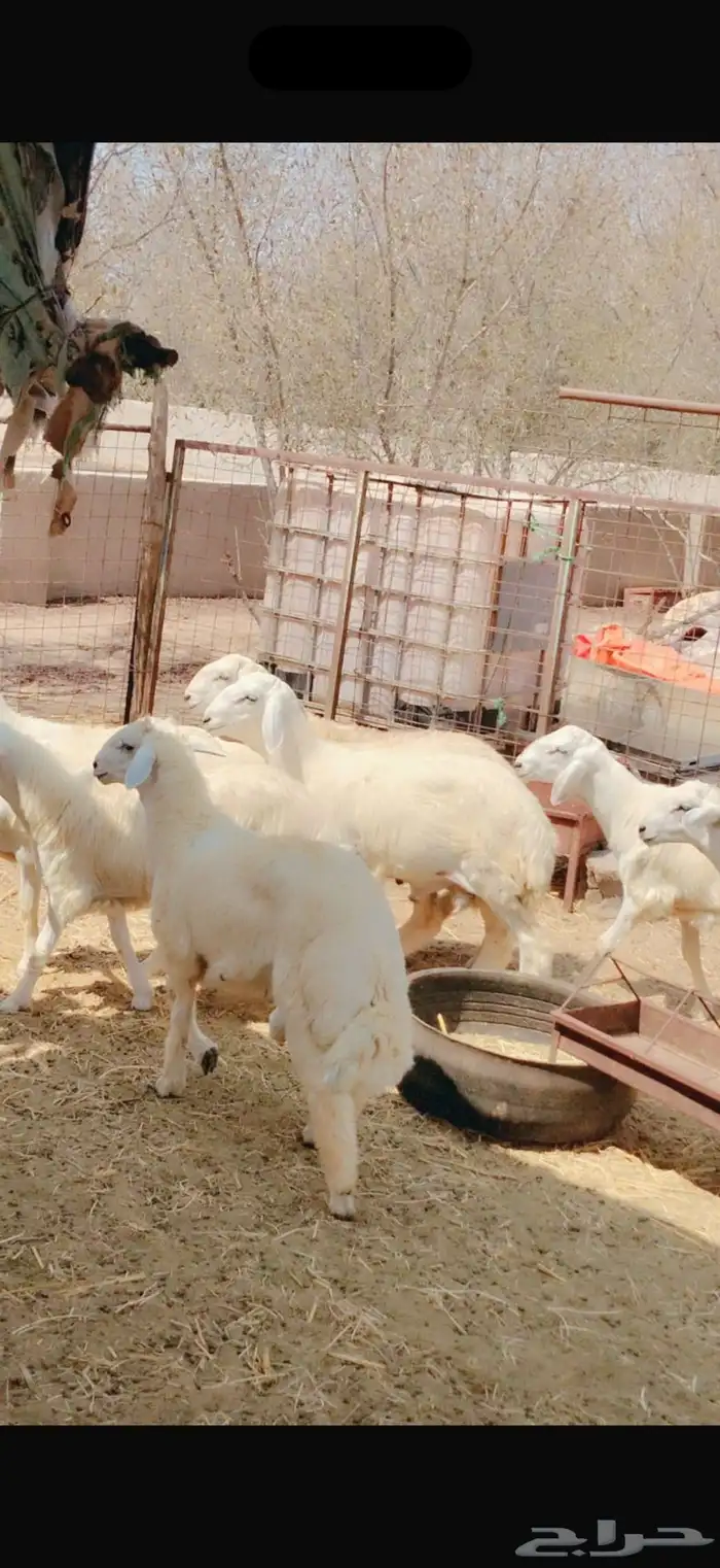 خرفان حريات هرافا خدمة سلخ و توصيل . 0