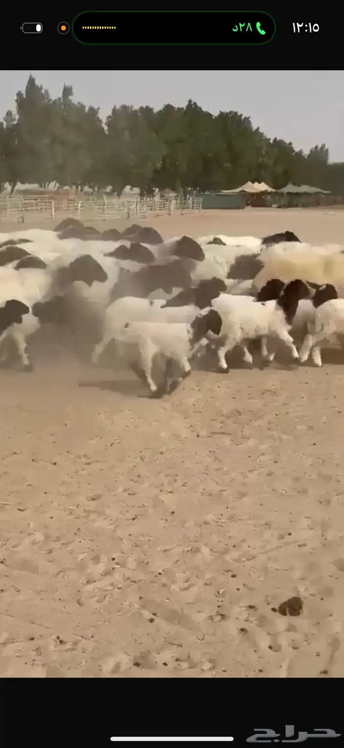 غنم نعيم رغايث 5