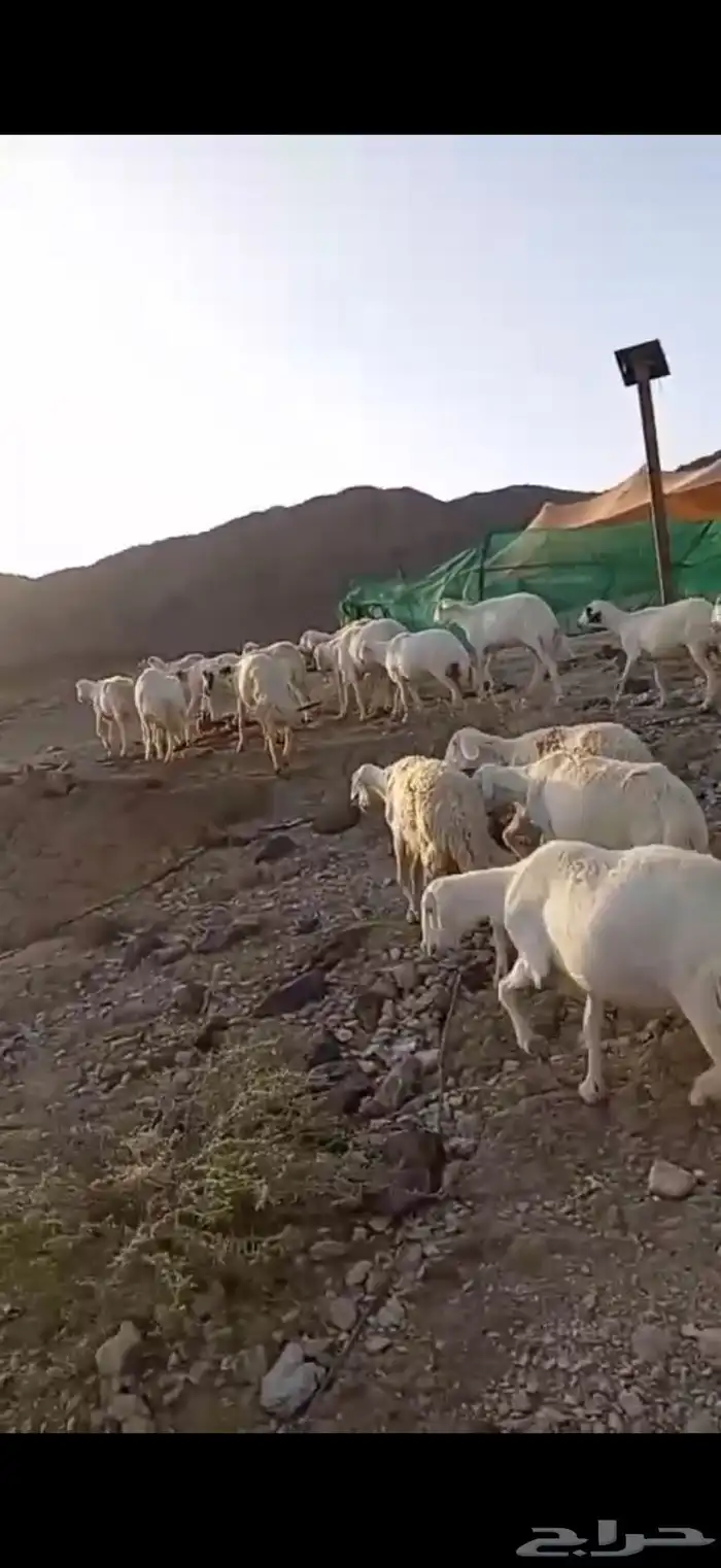 ضان حريات للبيع 0