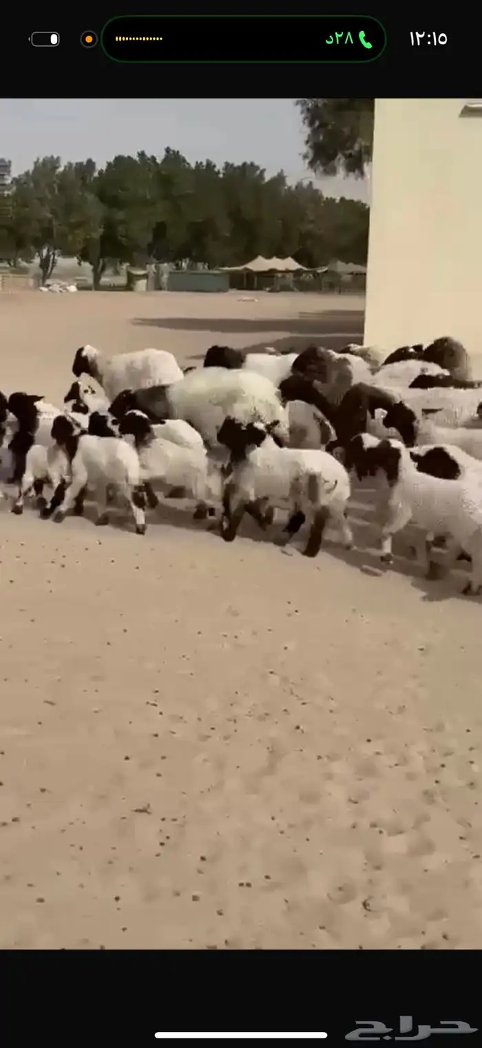 غنم نعيم رغايث 0