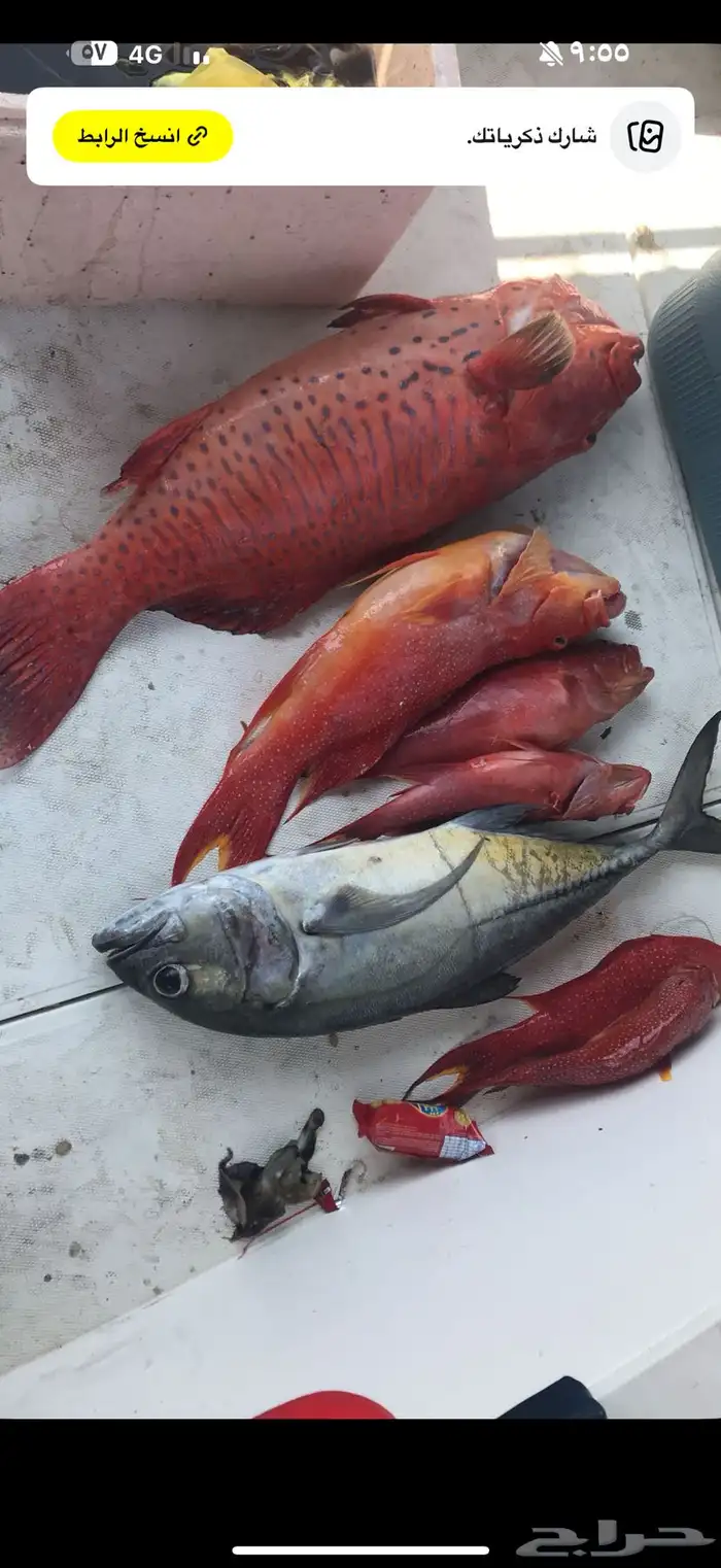 قارب رحلات بحرية 11