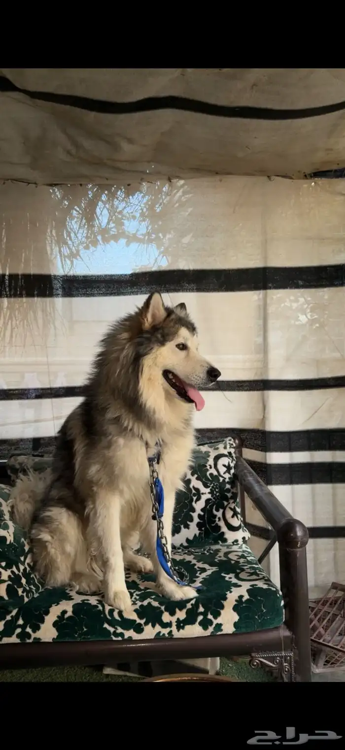 كلب ألاسكا مالاموت للبيع 4