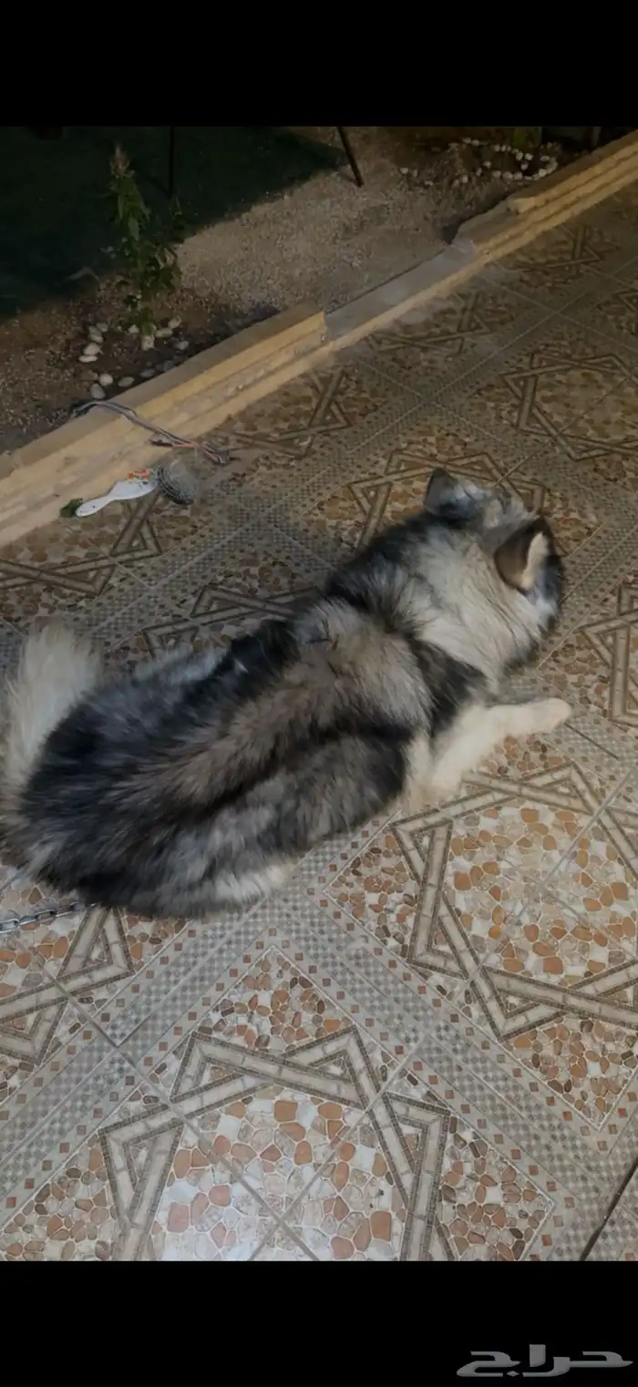 كلب ألاسكا مالاموت للبيع 5