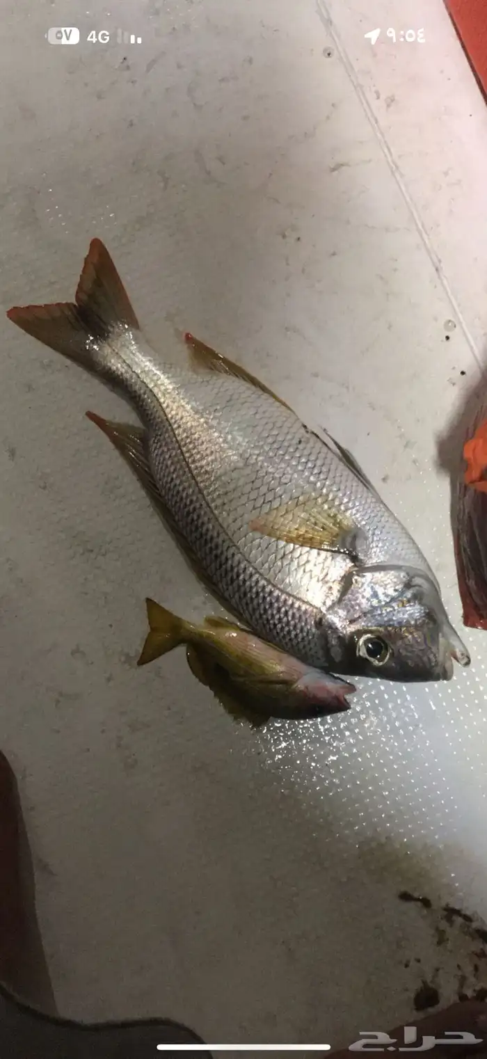 قارب رحلات بحرية 14