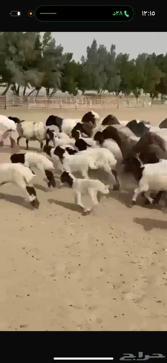 غنم نعيم رغايث 6