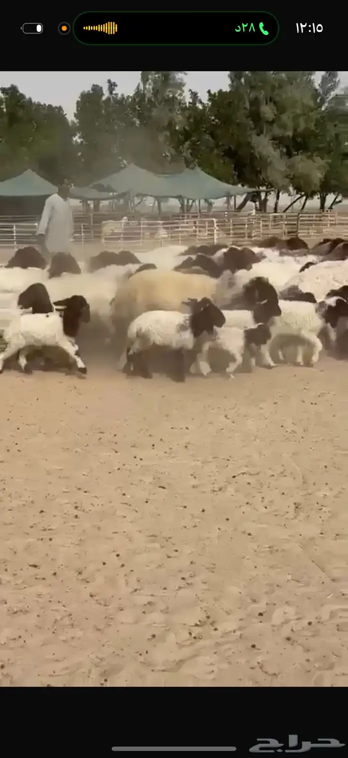 غنم نعيم رغايث 8