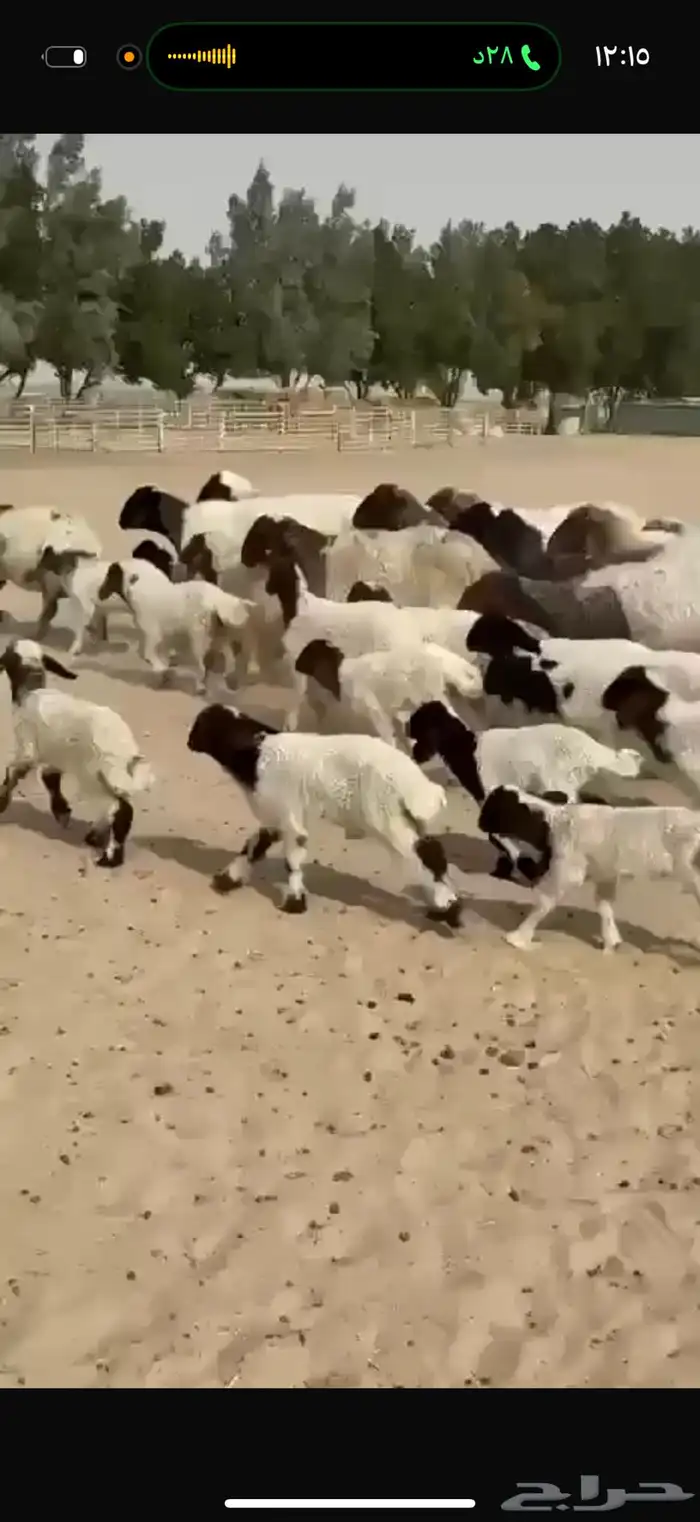 غنم نعيم رغايث 7