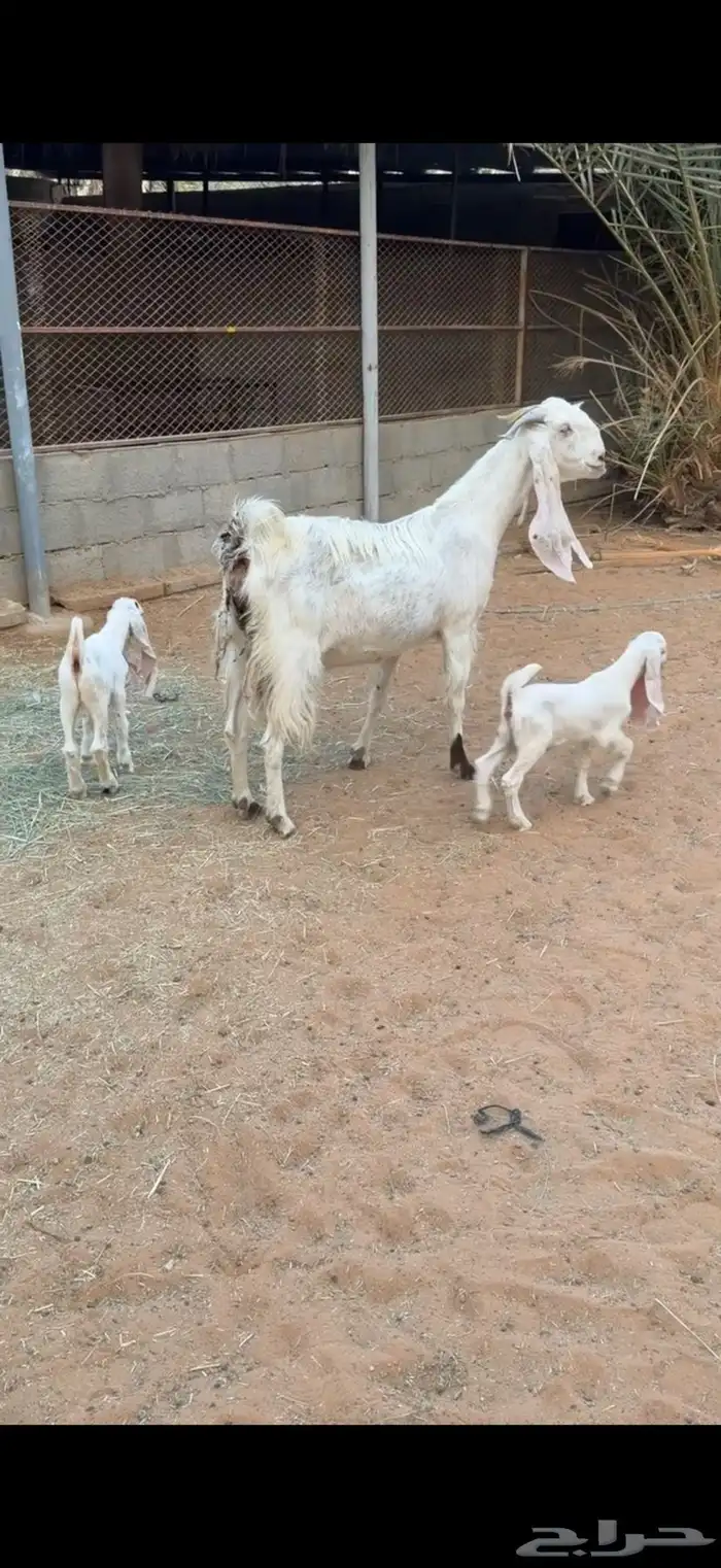 عنز مشروكه طيبه متبع 0