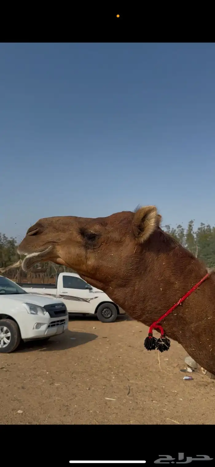 للبيع قعود احمر دم مشروووع فحل أمهاته امهات الحليب 4