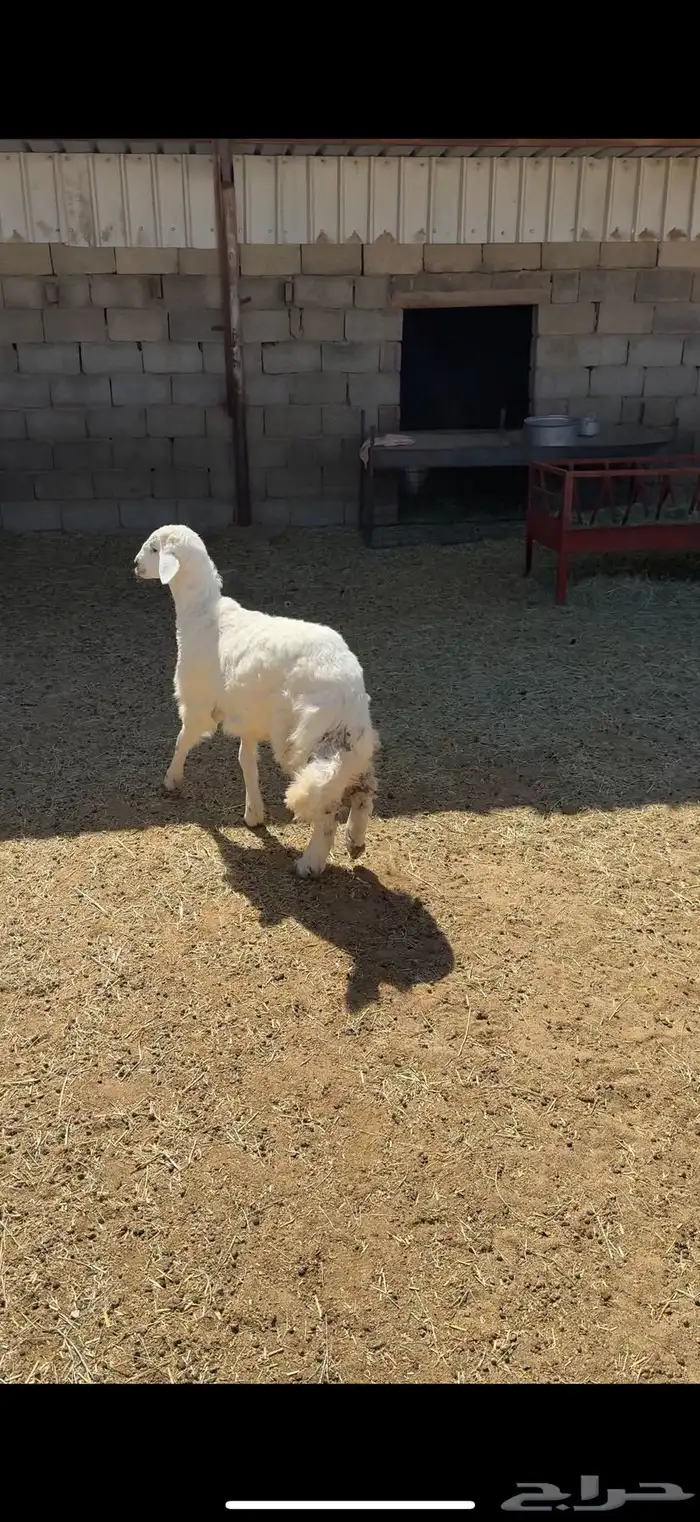 خروف للبيع 0