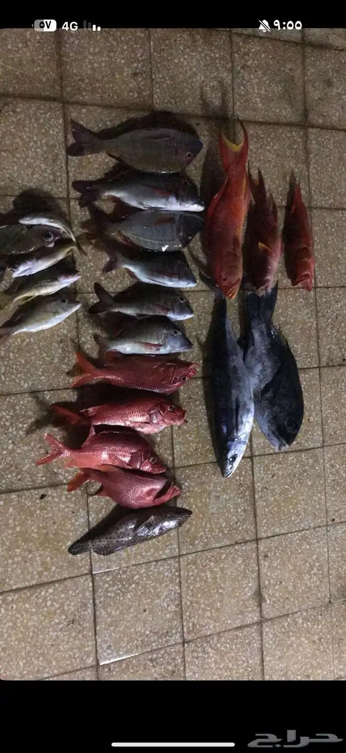 قارب رحلات بحرية 12