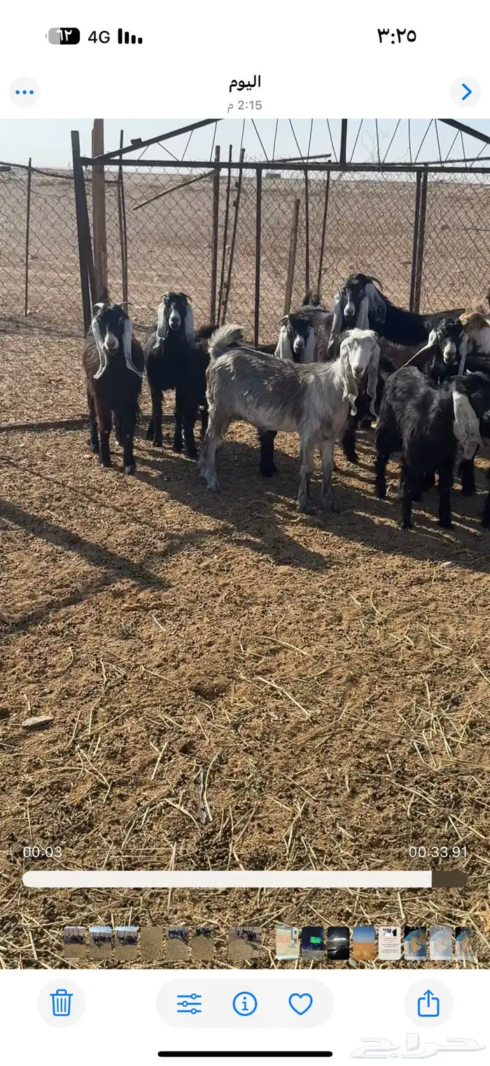 للبيع جفرات طيبه 0