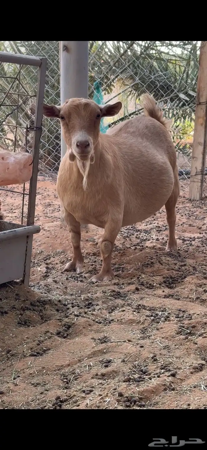 عنز قزم منتجه 0