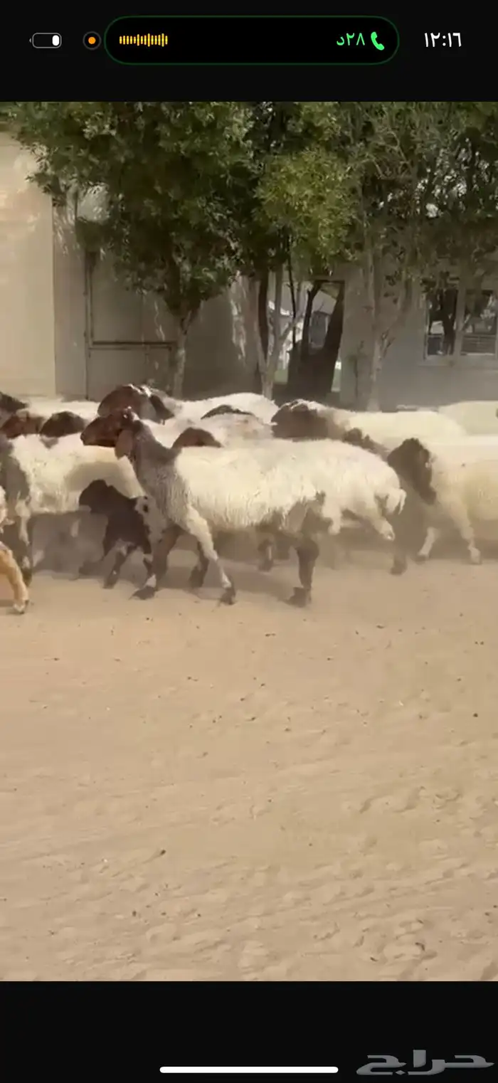 غنم نعيم رغايث 3