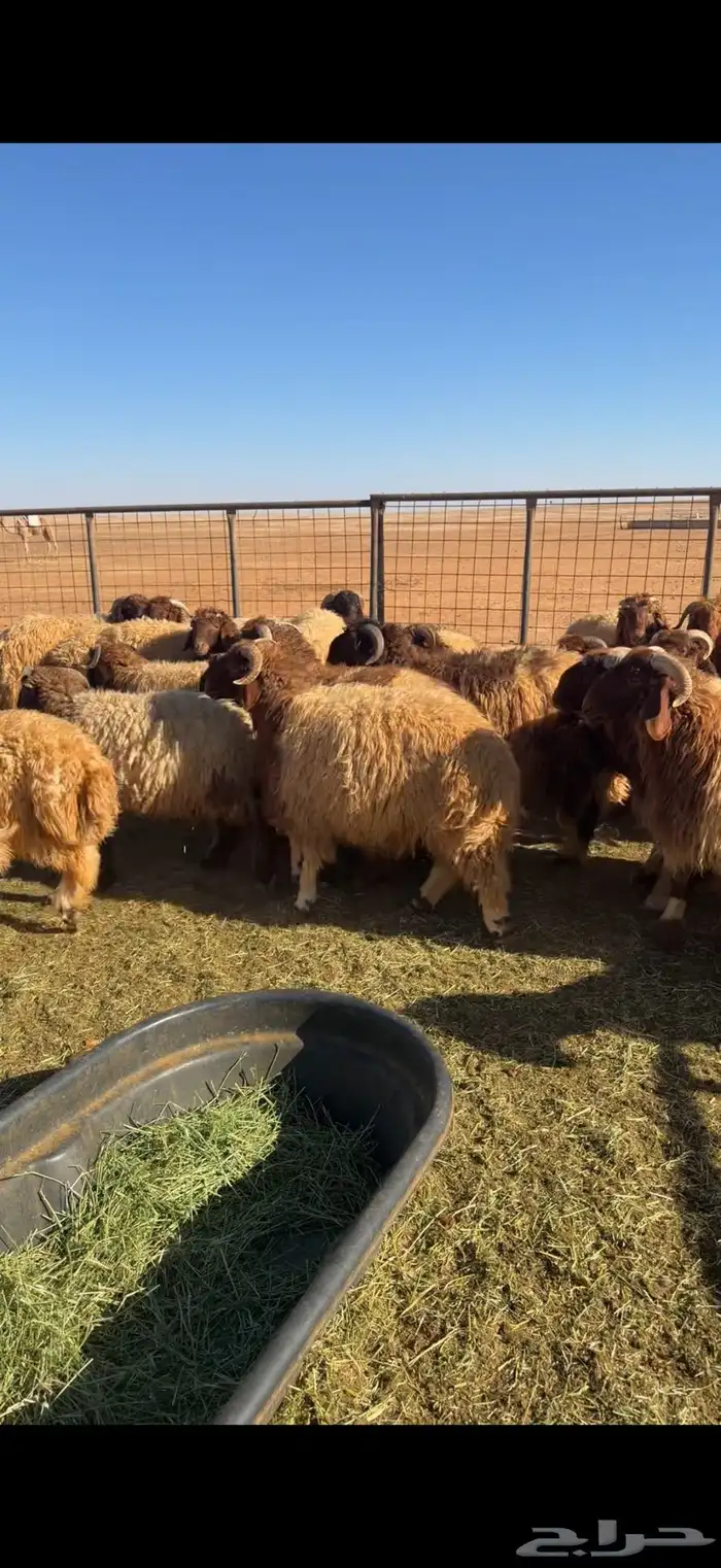 ذبايح ارصاد الشمال 1