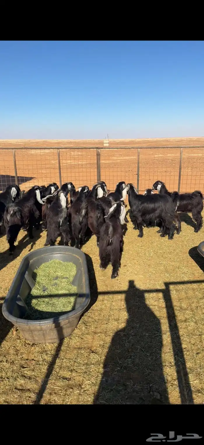 ذبايح ارصاد الشمال 0