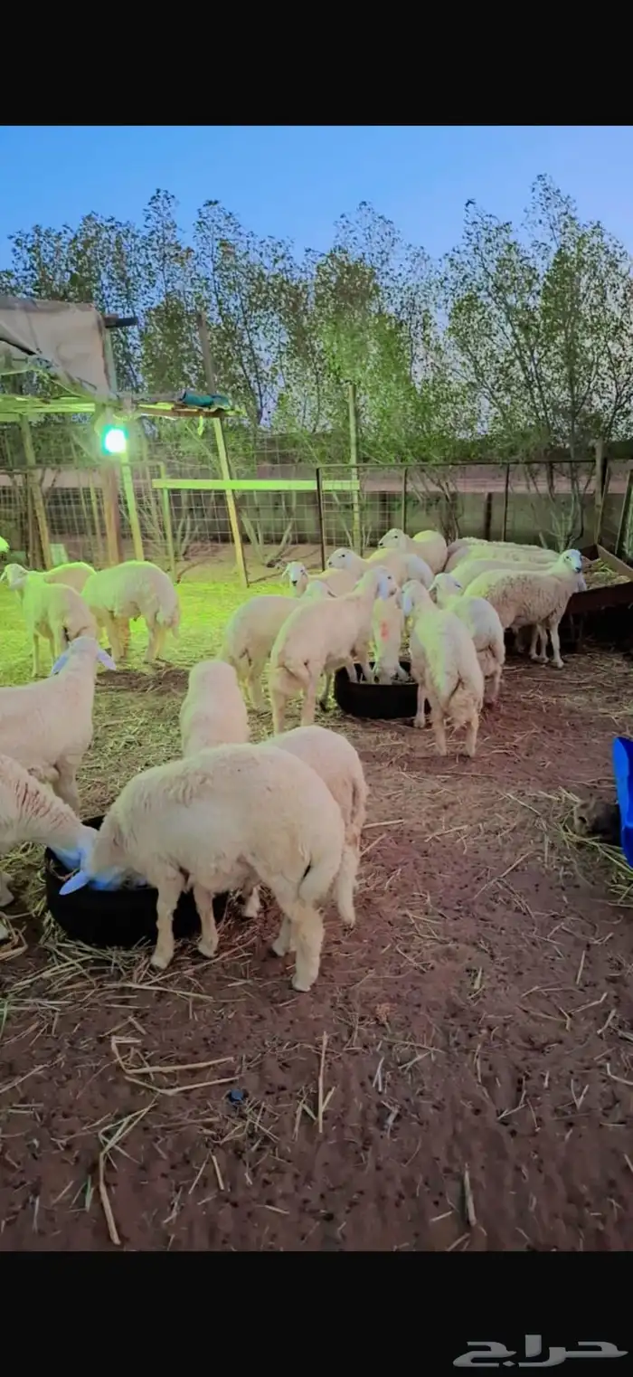 خرفان حريات هرافا خدمة سلخ و توصيل . 2