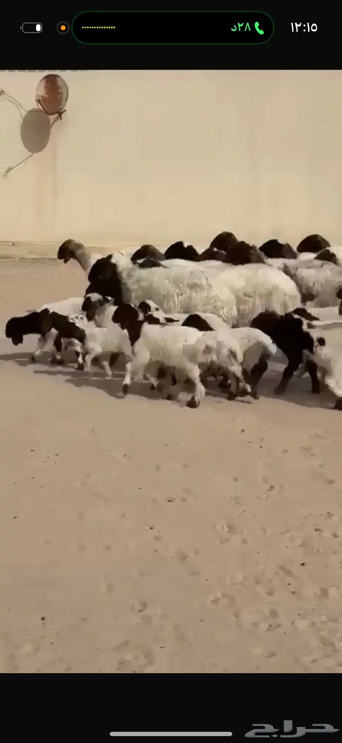 غنم نعيم رغايث 1