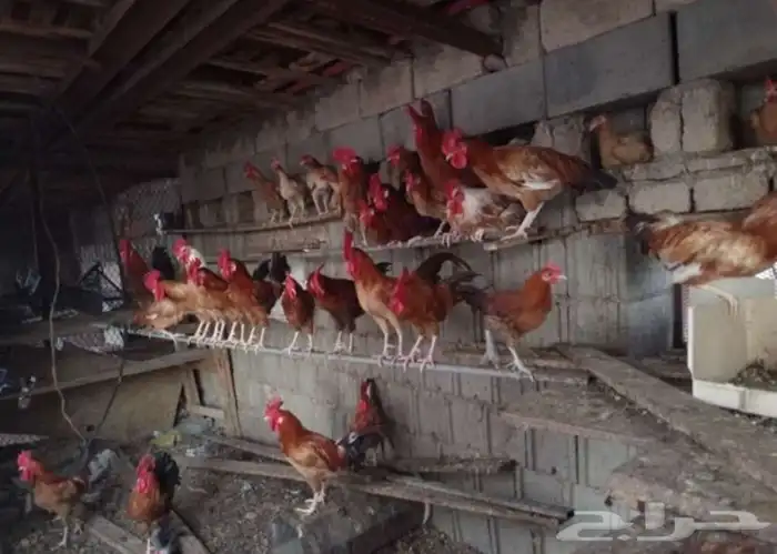 ديك للبيع العدد 18 4