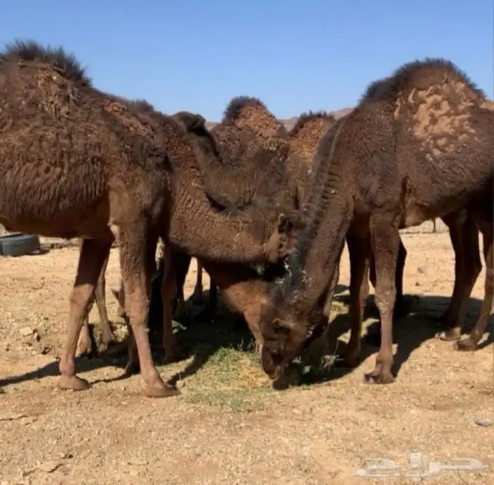 قعود حمر ادهم صنف خواته الي فالصوره 0