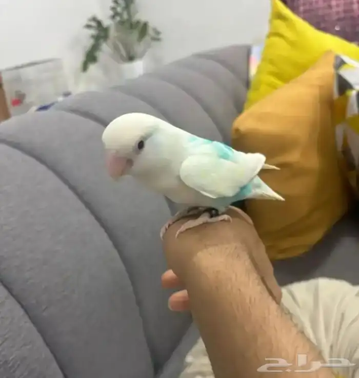 مروض ومدرب جميع أنواع الطيور 3