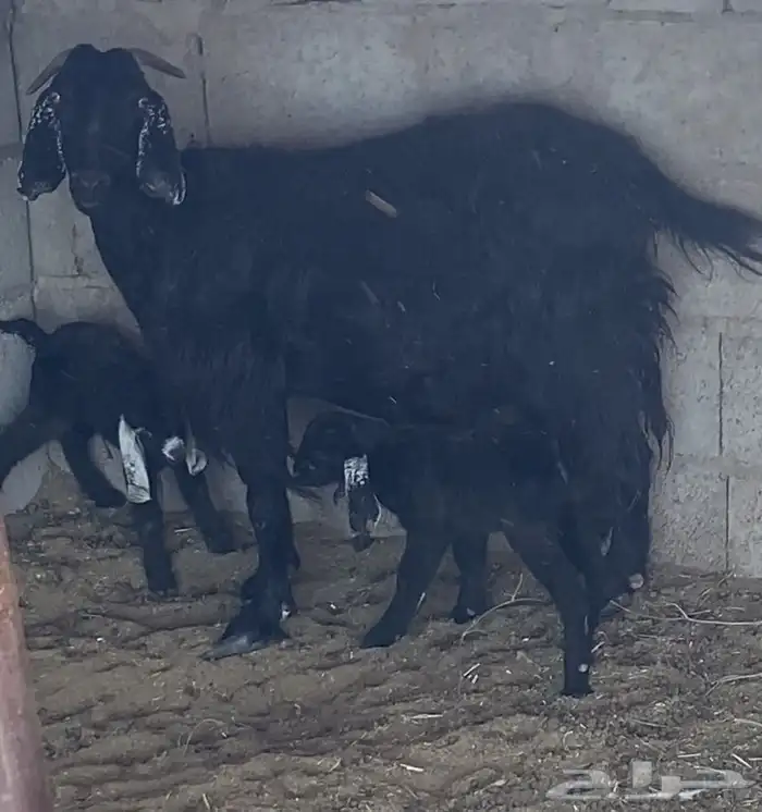 عنز معها توم 0