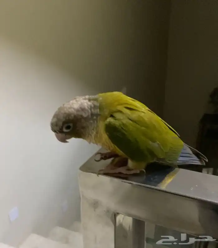 طير كنيور انناس 1