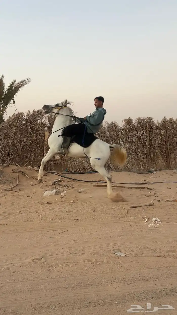 حصان شعبي شيخ 1