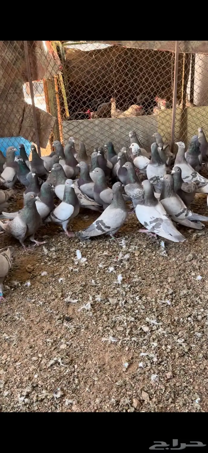 عشة حمام سلفر 1