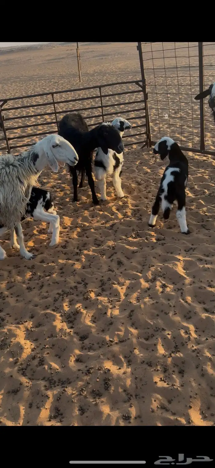 نجد متابيع 0