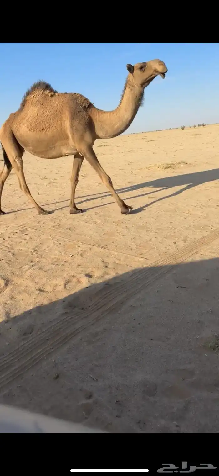 لقحه صفرا رباع للبيع 0