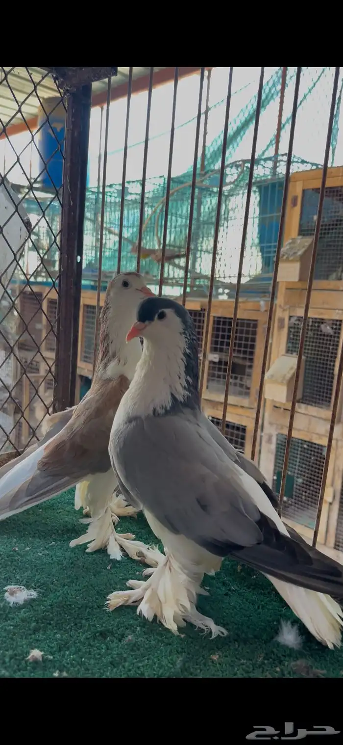 زوج شيرازي 1