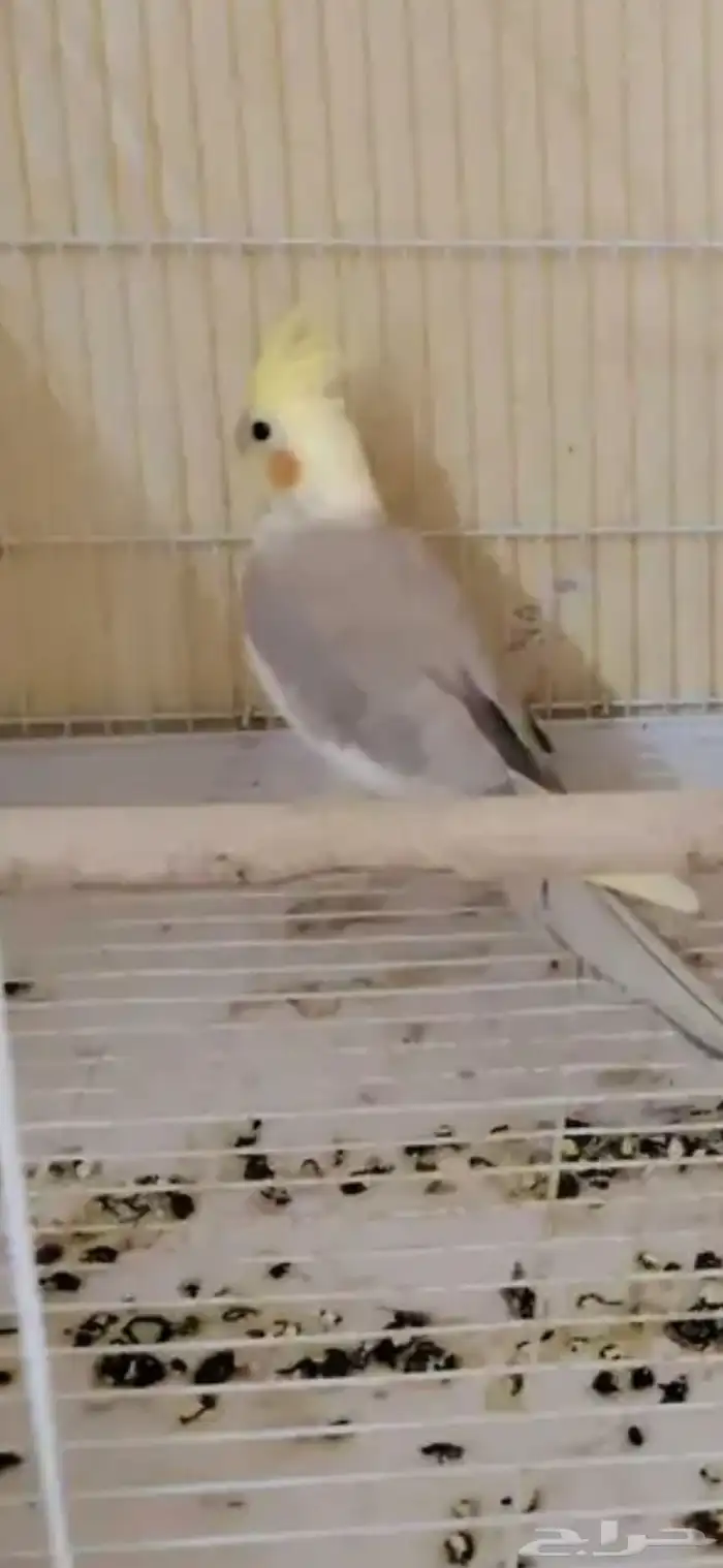 جوز كروان لاتينو سينمون مع فرخهم 2