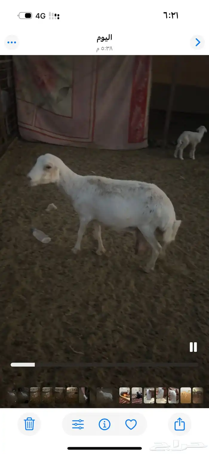 للبيع رفيديه والد 0