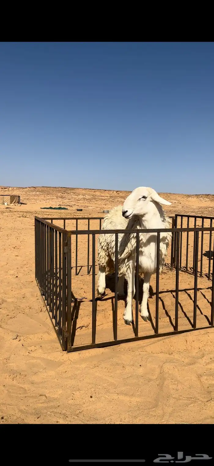 خروف حري صنف مشروط 0