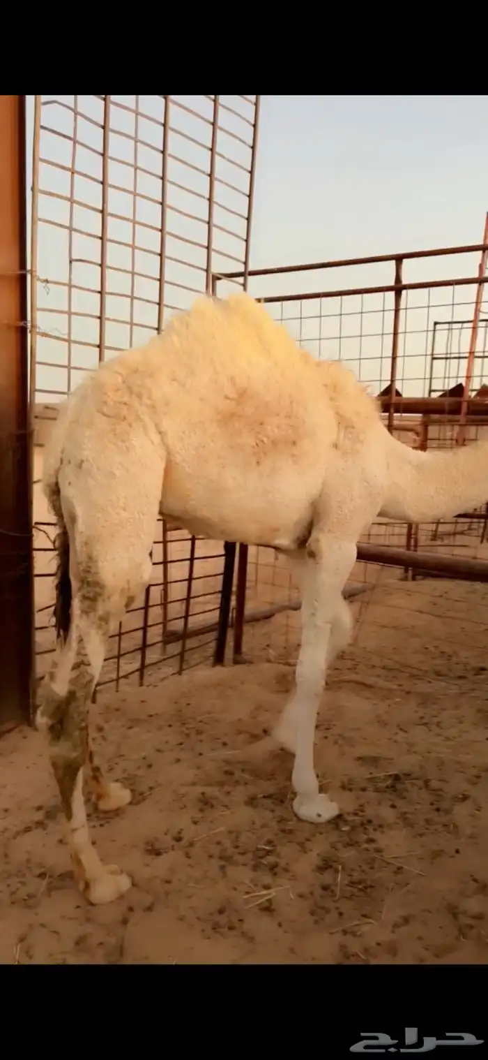 للبيع قعود طيب 0