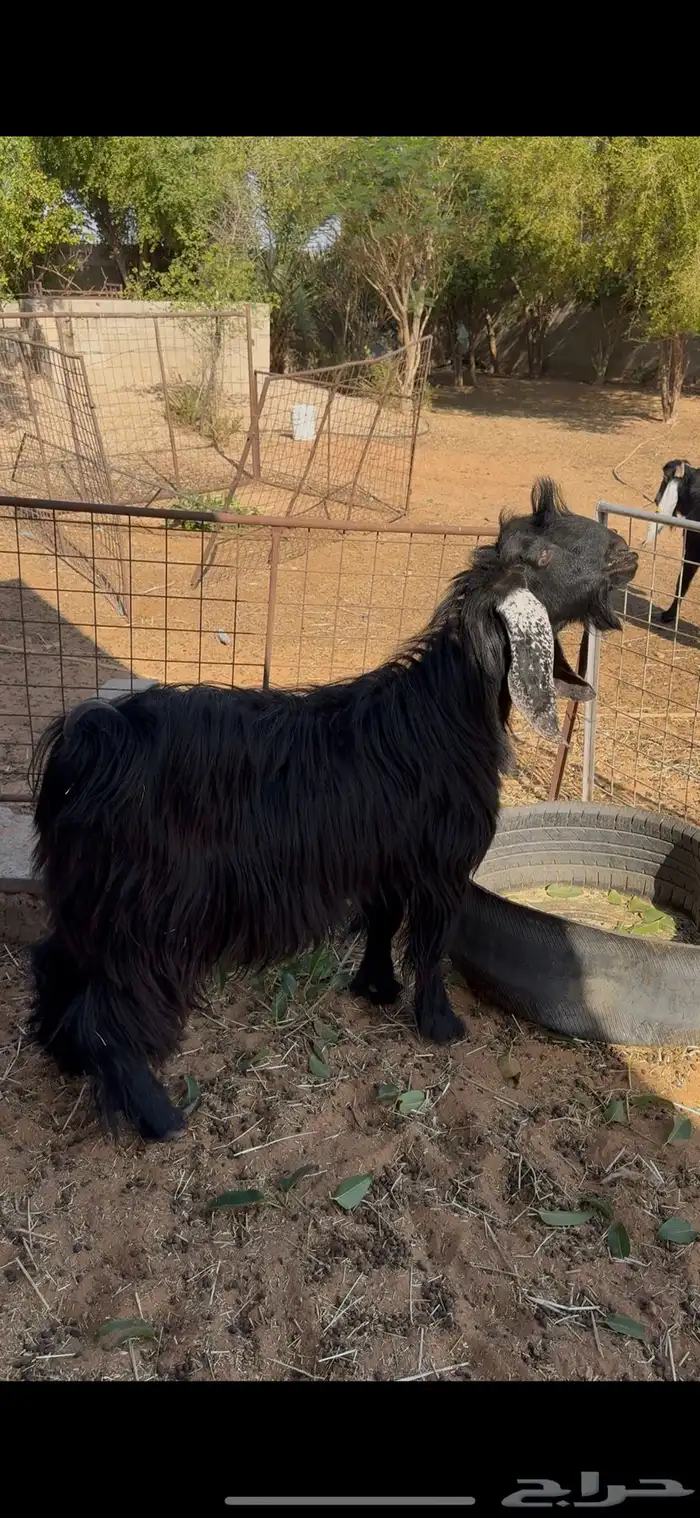 تيس فحل سنه ثني توه مربع 0