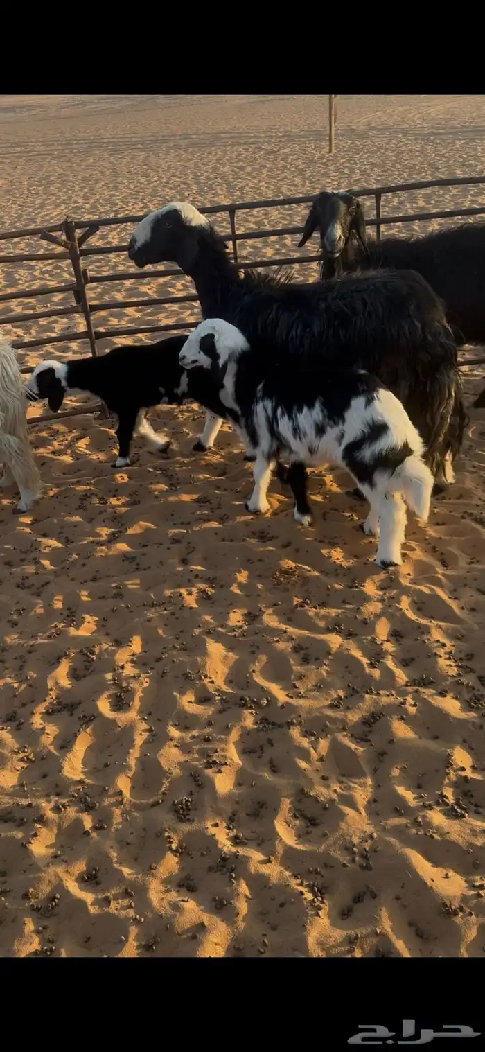 نجد متابيع 5