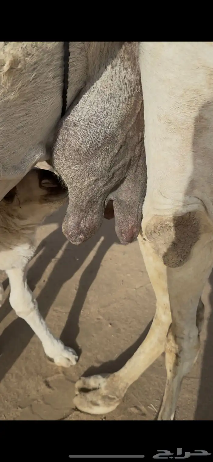 خلفه وضحا حليبها سطل وهديه وع جميع الشروط 7